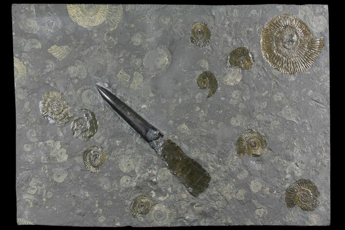 Fossil Belemnite and Ammonite Plate - Germany #167846